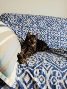 Consigli utili su come comportarsi quando arriva un gatto in casa