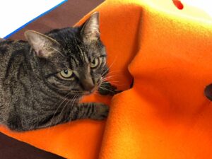 gatto su tappeto sensoriale arancione