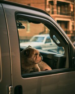 bulldog in macchina