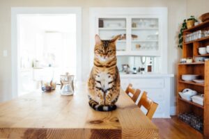 gatto sul tavolo