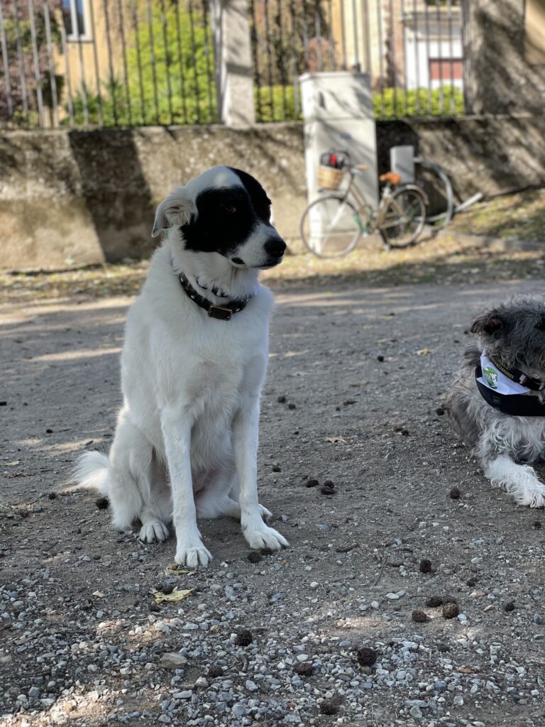 cane libero ai giardini della Guastalla Milano