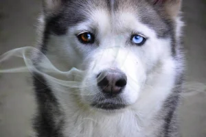 husky con nuvola di fumo il fumo passivo fa male ai cani